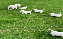 West Highland Terrier dogs for sale: GORGEOUS West Highland puppies - Image 8