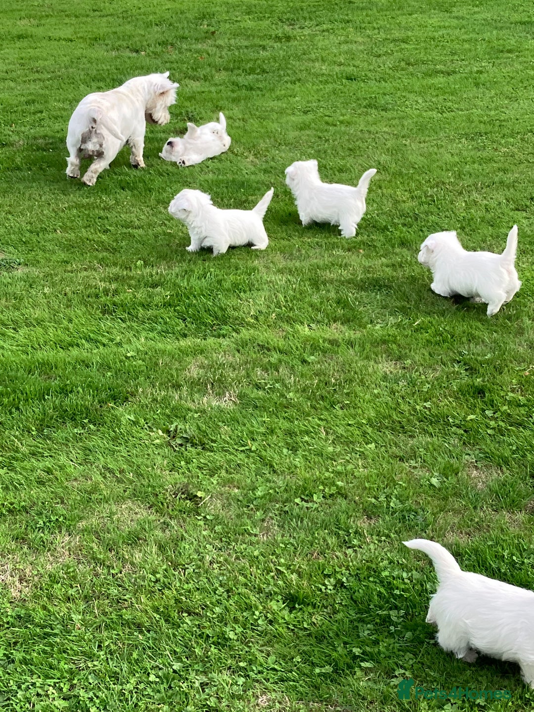West Highland Terrier dogs for sale: GORGEOUS West Highland puppies - Image 8