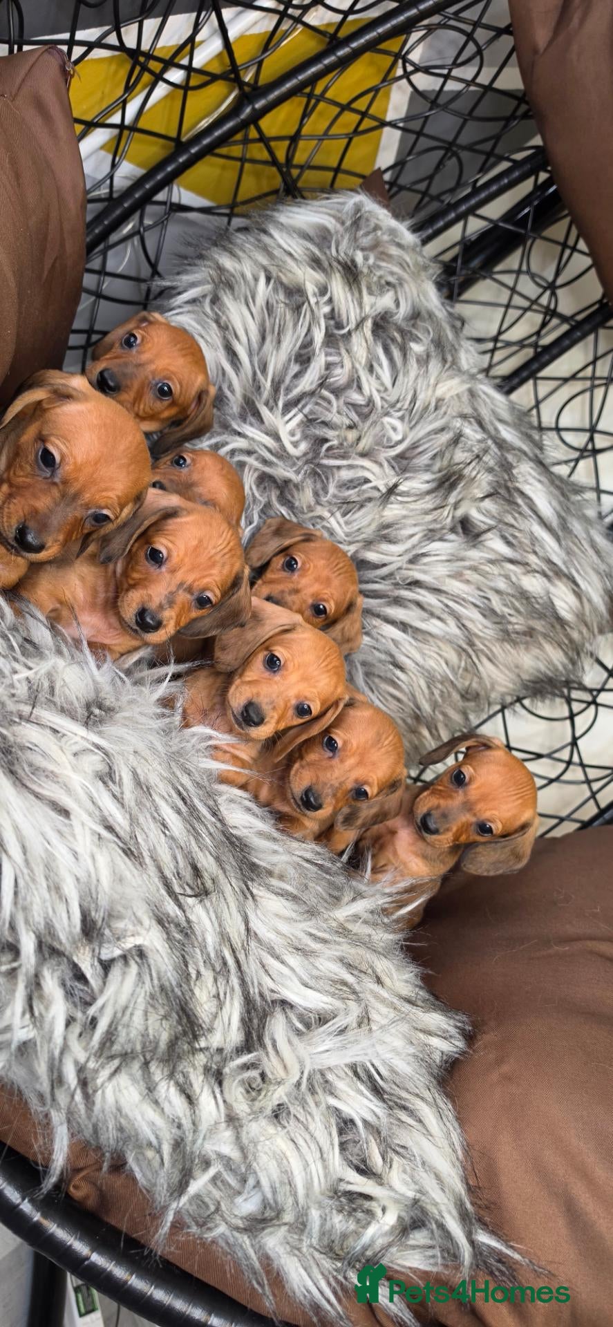 Miniature Dachshund dogs Beautiful Miniature Dachshund Puppies🐾3Girls5Boys - Advert 7