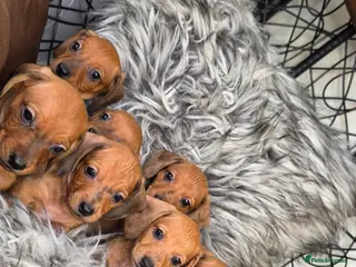 Miniature Dachshund dogs Beautiful Miniature Dachshund Puppies🐾3Girls5Boys - Advert 7