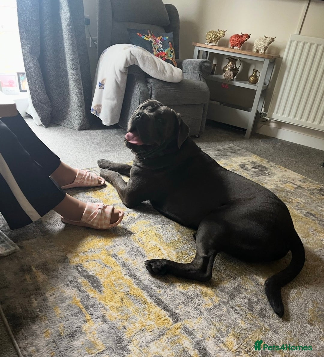 Cane Corso dogs for sale: Biff the Cane Corso gentle giant  - Advert 3