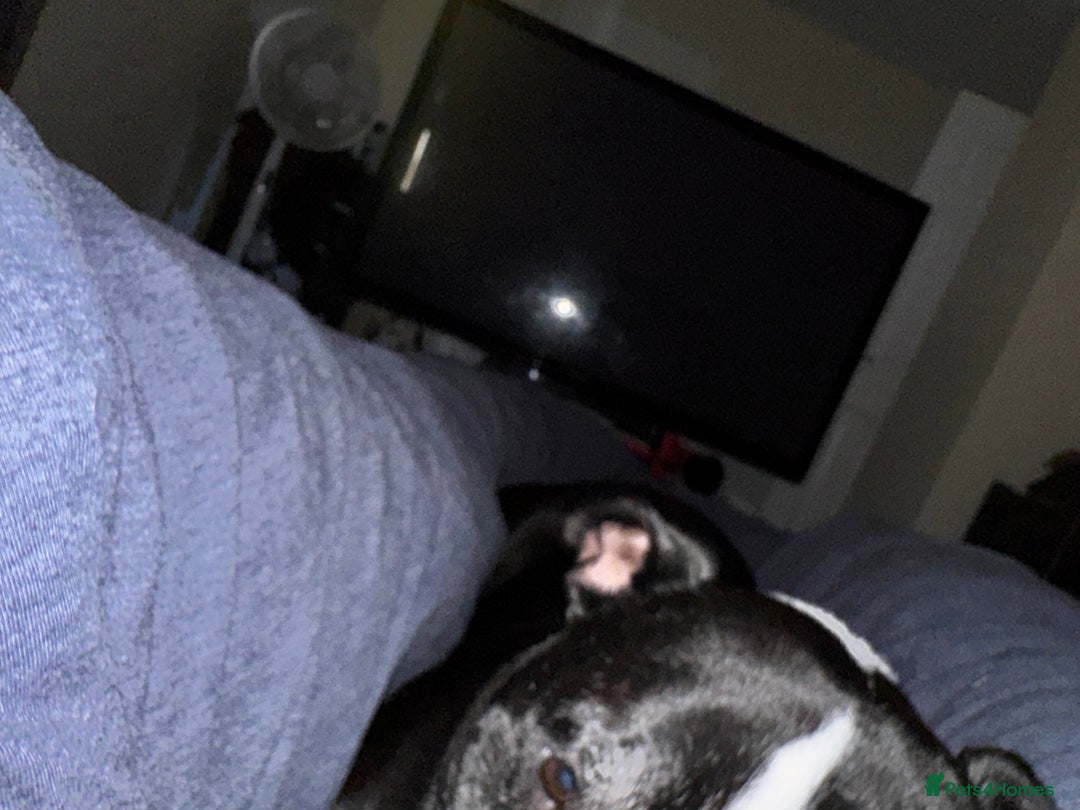 Staffordshire Bull Terrier dogs for sale: Needs new home  - Image 2