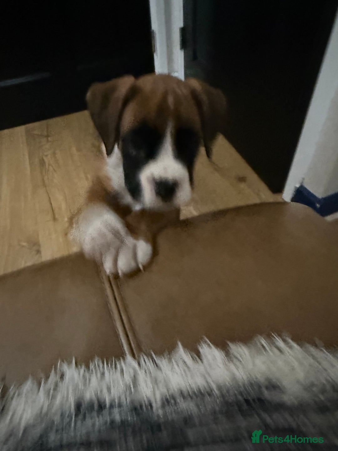 Boxer dogs for sale: Bouncy beautiful boxers  - Image 20
