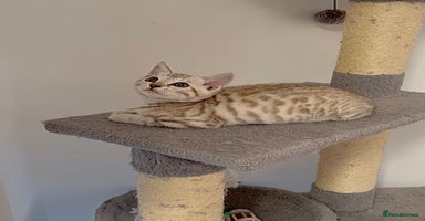 Bengal cats - Advert 16