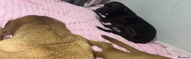 Mixed Breed 1 Rocco