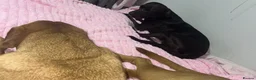 Mixed Breed dogs for sale: Rocco - Advert 2