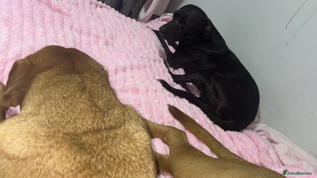 Mixed Breed dogs for sale: Rocco - Advert 2