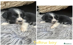 Sprollie dogs for sale: 🩶Beautiful sprollie puppies🩶  - Image 2