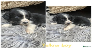 Sprollie dogs - Advert 4