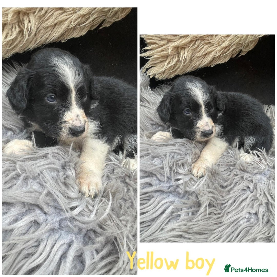 Sprollie dogs for sale: 🩶Beautiful sprollie puppies🩶  - Image 2