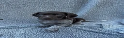 German Shorthaired Pointer dogs for sale: *German Shorthaired Pointer Puppies* - Advert 2