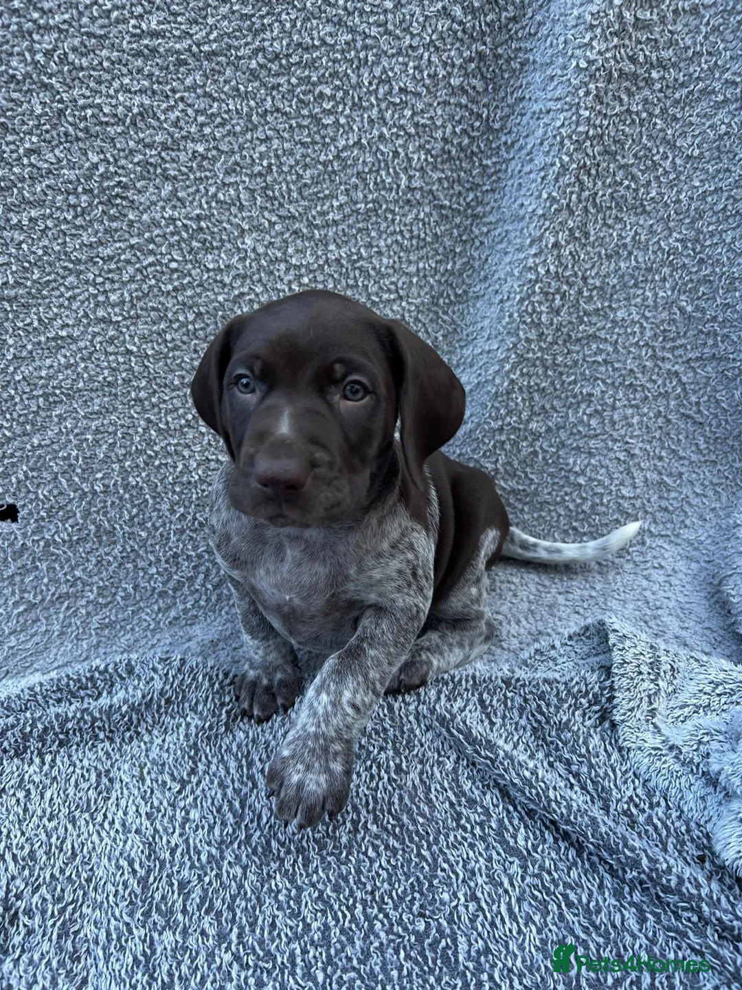 German Shorthaired Pointer dogs for sale: *German Shorthaired Pointer Puppies* - Advert 2