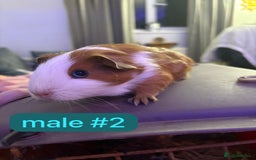 Guinea Pig rodents for sale: Beautiful baby Guinea pigs  - Advert 8