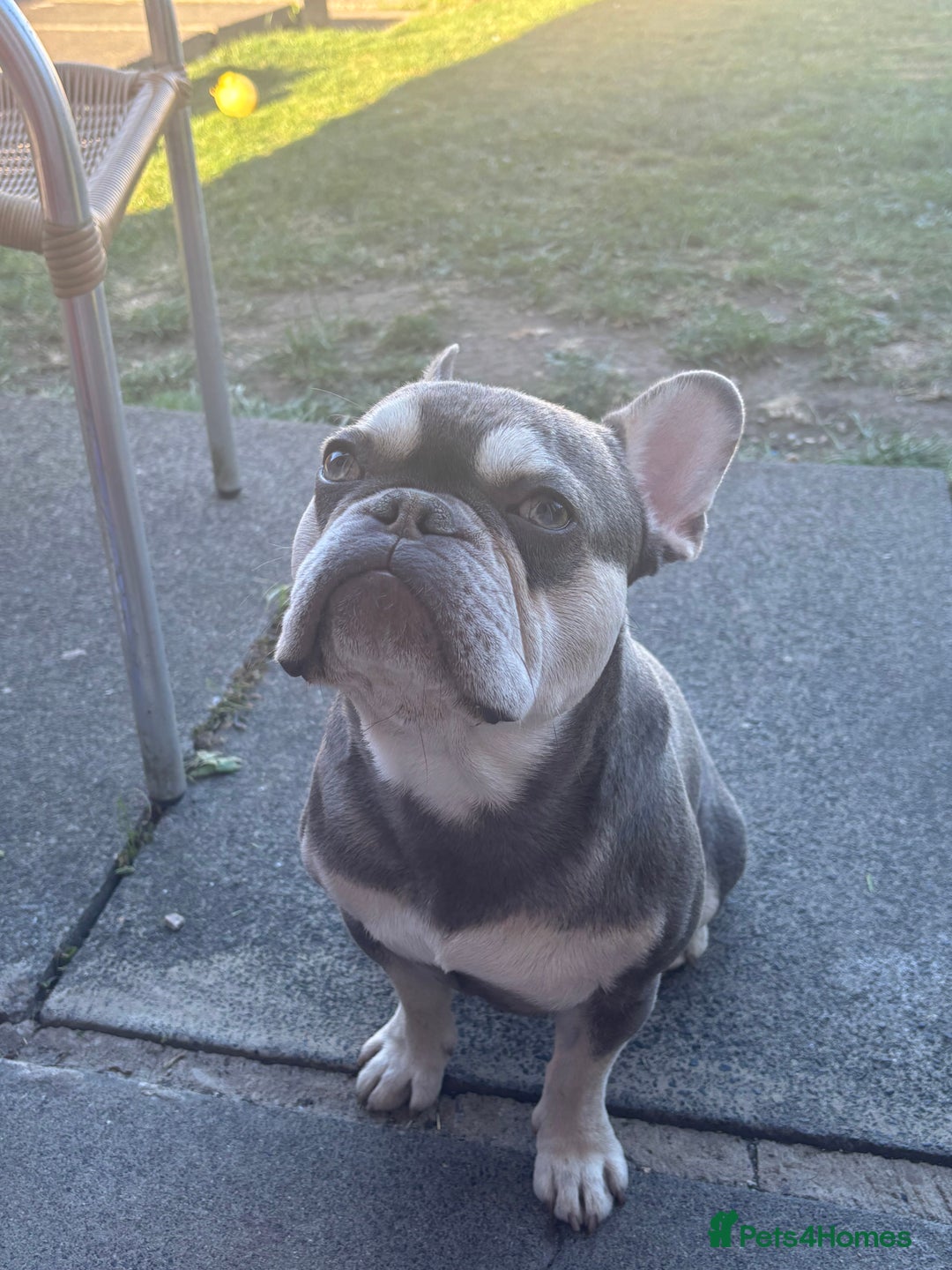 French Bulldog dogs for sale: FrenchBulldog  - Image 2