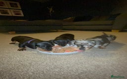 Miniature Dachshund dogs for sale: Little Legs, Big Hearts, Miniature Dachshunds x - Image 5