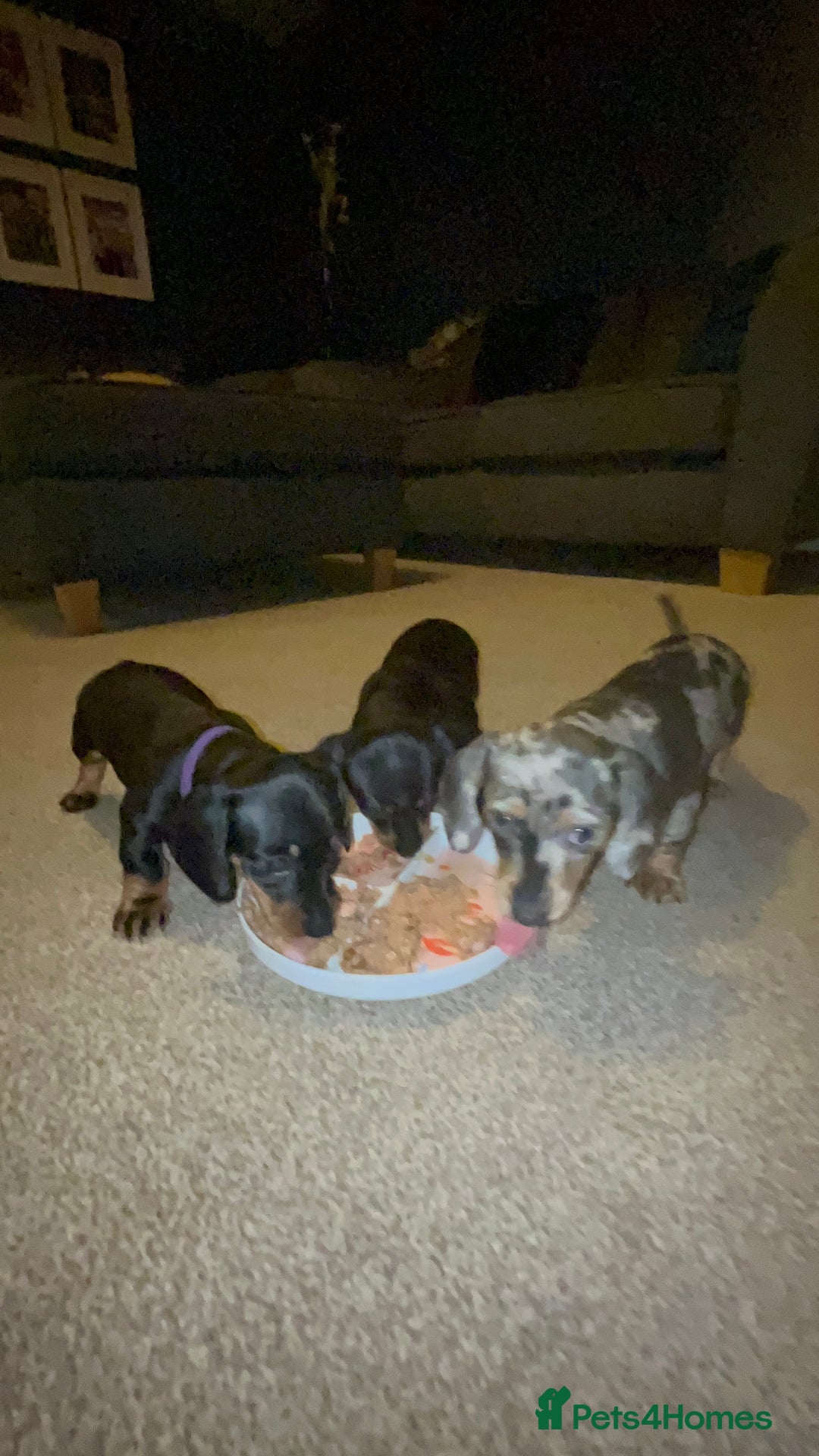 Miniature Dachshund dogs for sale: Little Legs, Big Hearts, Miniature Dachshunds x - Image 5
