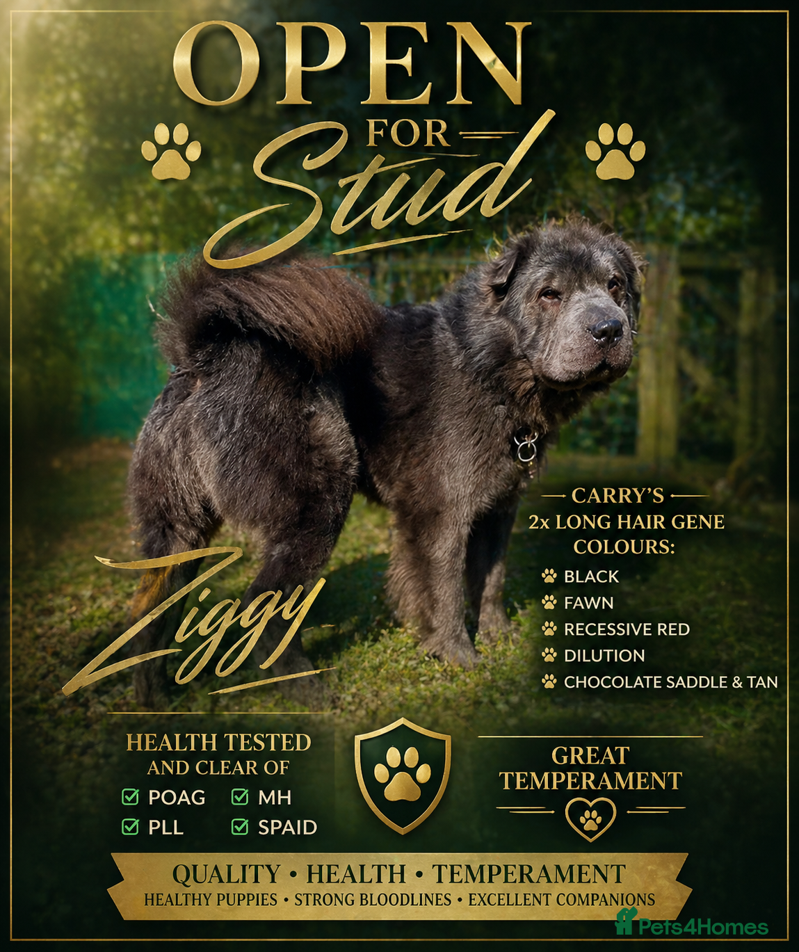 Shar Pei dogs Ziggy blue bearcoat open for stud🔥💙 - Advert 16