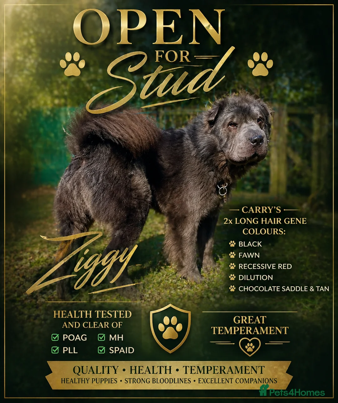 Shar Pei dogs for stud: Ziggy blue bearcoat open for stud🔥💙 - Advert 1