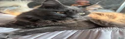 Maine Coon cats for sale: Prince  - Advert 4