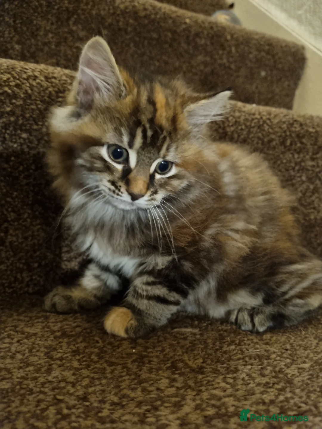 Maine Coon cats for sale: Gorgeous Maine Coon Cross BSH Kittens for Sale - Advert 19