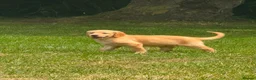 Golden Retriever dogs for sale: PUREBRED GOLDEN RETRIEVER PUPPIES – KC REGISTERED in Stamford - Advert 13