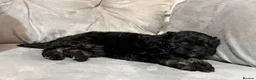Shihpoo dogs for sale: Adorable ShihPoo Puppies Ready to Steal Your Heart in Northampton - Advert 9