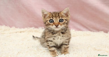 Bengal cats 🔥Beautiful little bengal girl for reservation🔥 - Advert 1