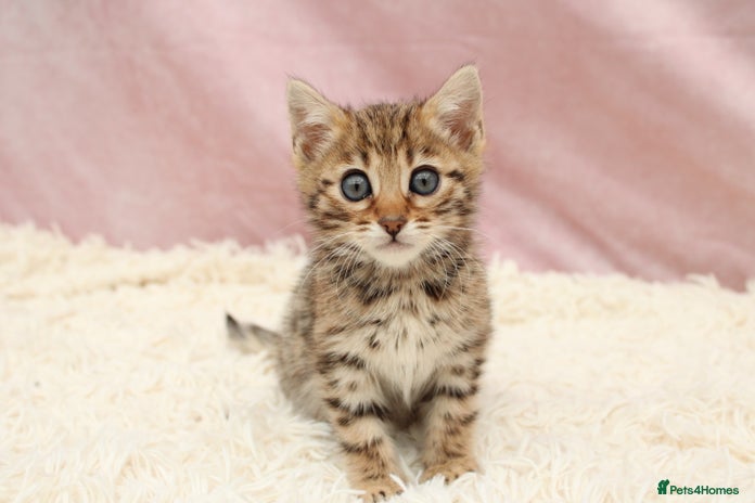 Bengal cats - Advert 3