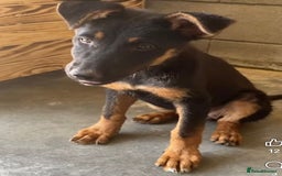 Mixed Breed dogs for adoption: Amelia, 8 months old, Available for adoption. - Advert 2