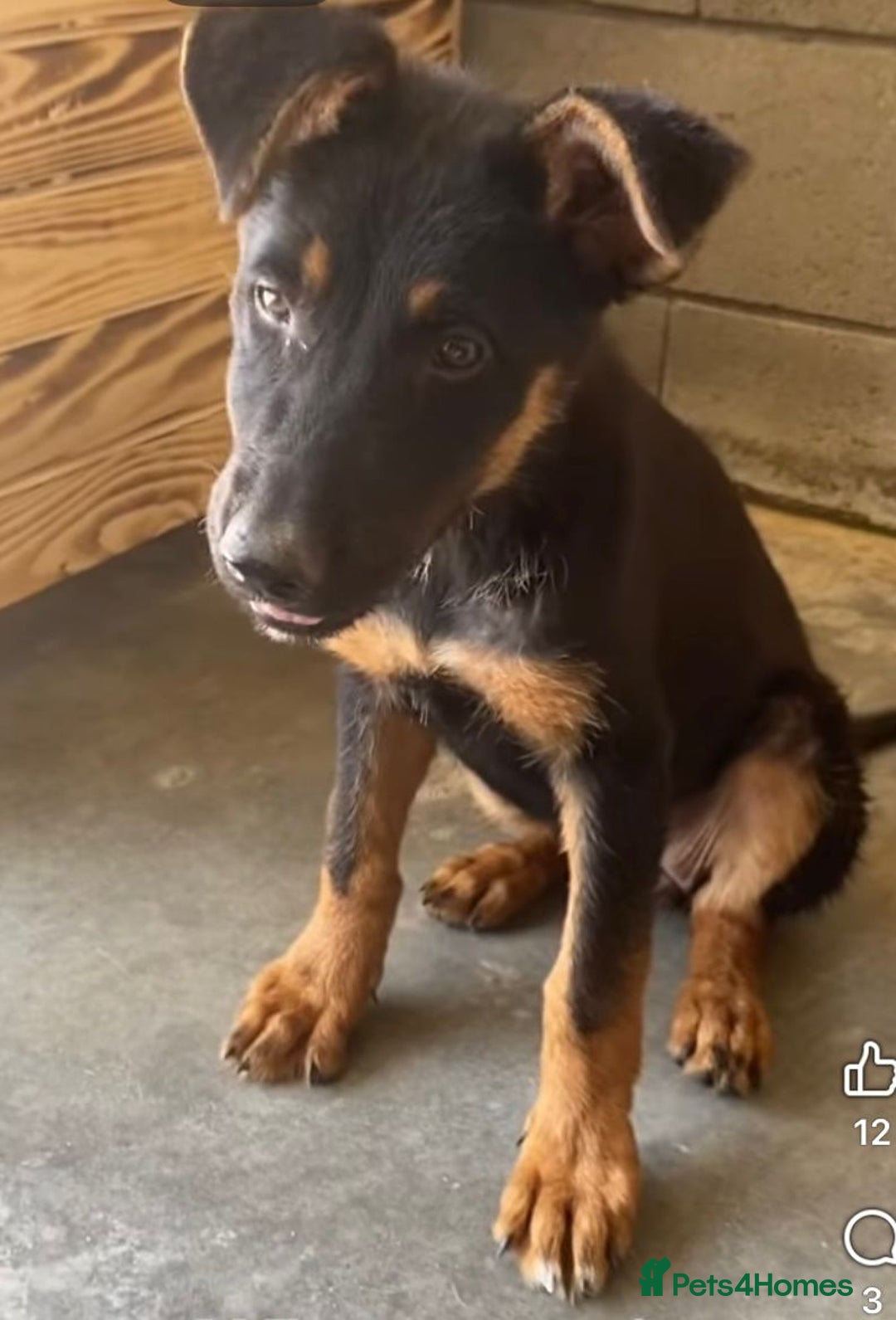 Mixed Breed dogs for adoption: Amelia, 8 months old, Available for adoption. - Advert 2