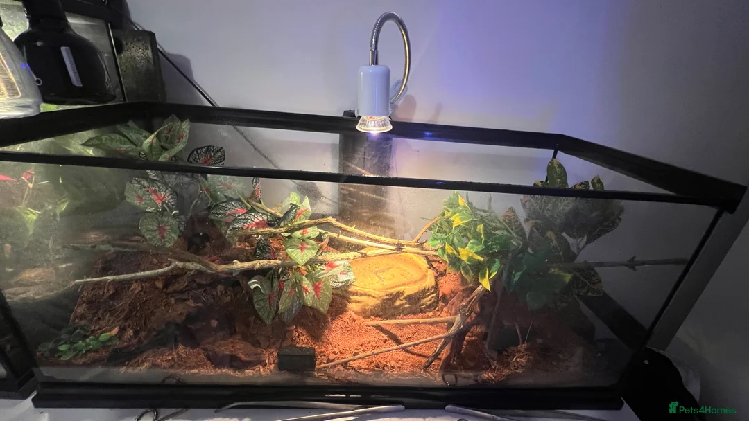 Corn Snake reptiles for sale: 2x corn snakes £150 each with full setup  - Advert 2