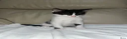 Bramble cats for sale: Kittens for sale  in Hamilton - Advert 16