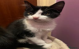 Mixed Breed cats for adoption: Rescue kittens need forever homes - Image 4