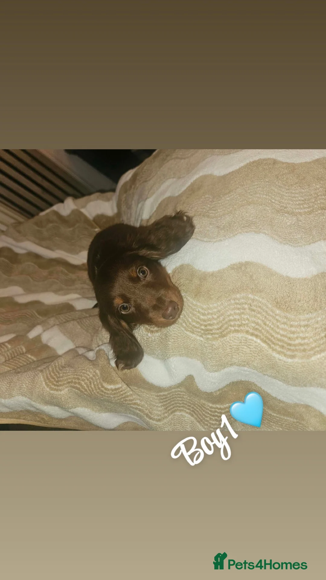 Miniature Dachshund dogs for sale: Miniature dachshund puppies - Advert 2