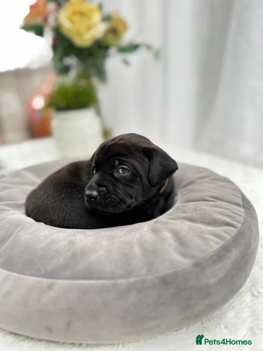 Labrador Retriever dogs for sale: Unique Happy,Healthy beautiful angels well trained - Advert 5