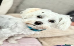 Maltese dogs for sale: Maltese male 💙 - Advert 2