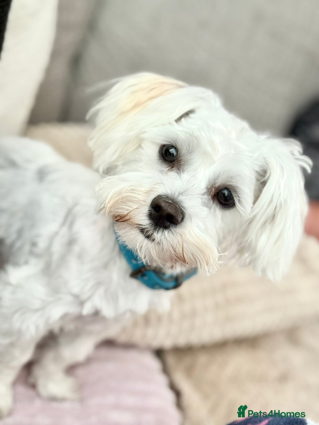 Maltese dogs for sale: Maltese male 💙 - Advert 2