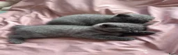 British Shorthair cats for sale: GCCF Registered Pure Breed Blue British Shorthair in New Malden - Advert 8