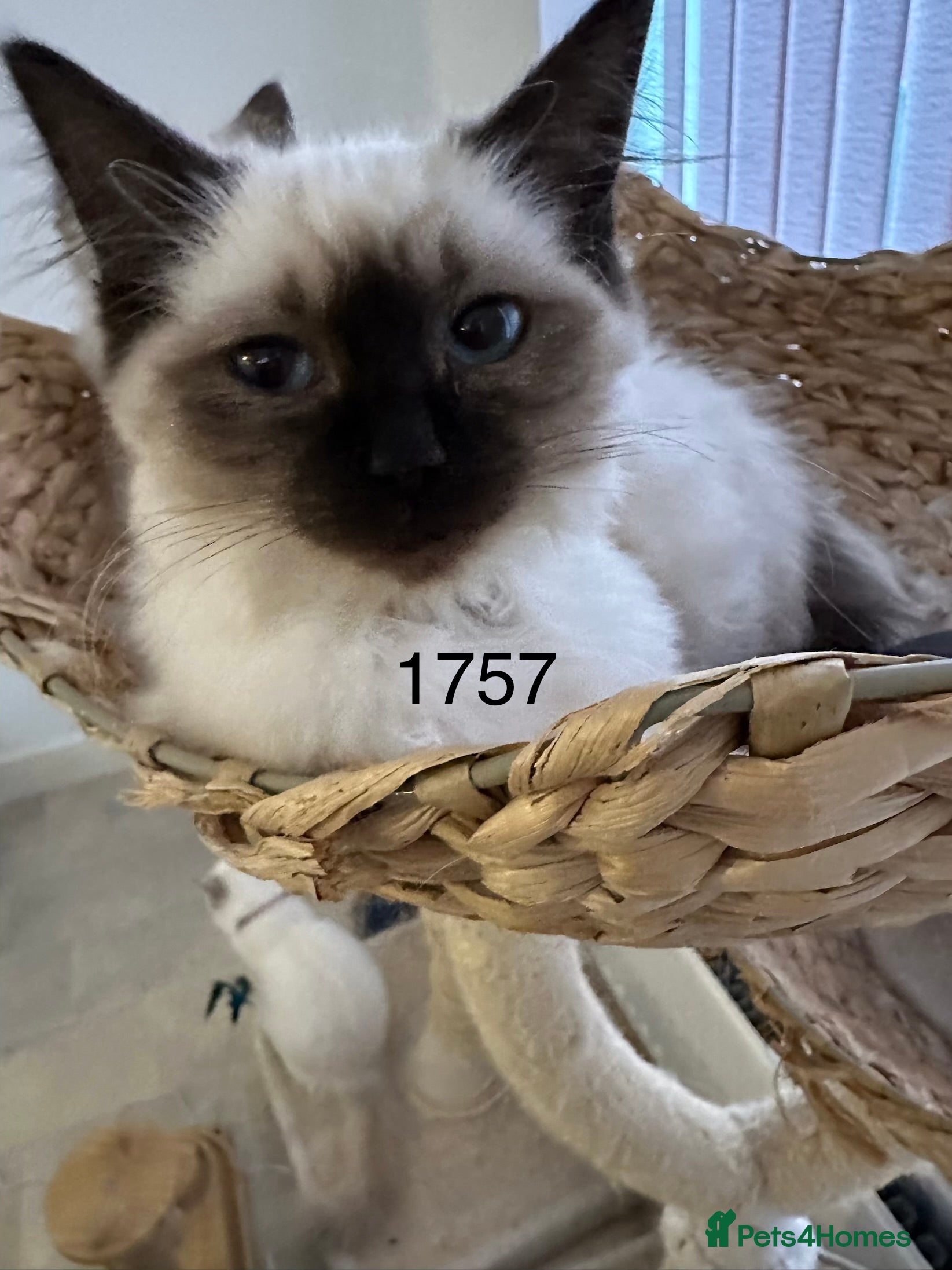 Ragdoll cats Gorgeous Ragdolls - Advert 7