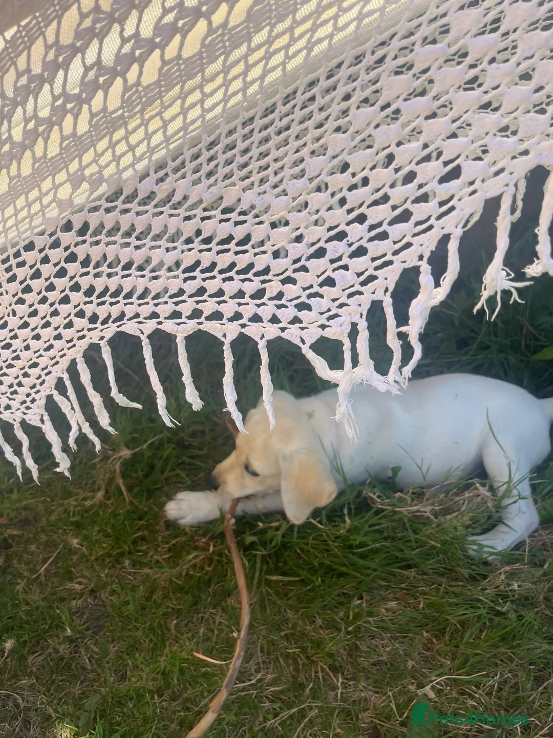 Labrador Retriever dogs for sale: Welcome Anjola, 9-month old Labrador, to your home - Advert 12