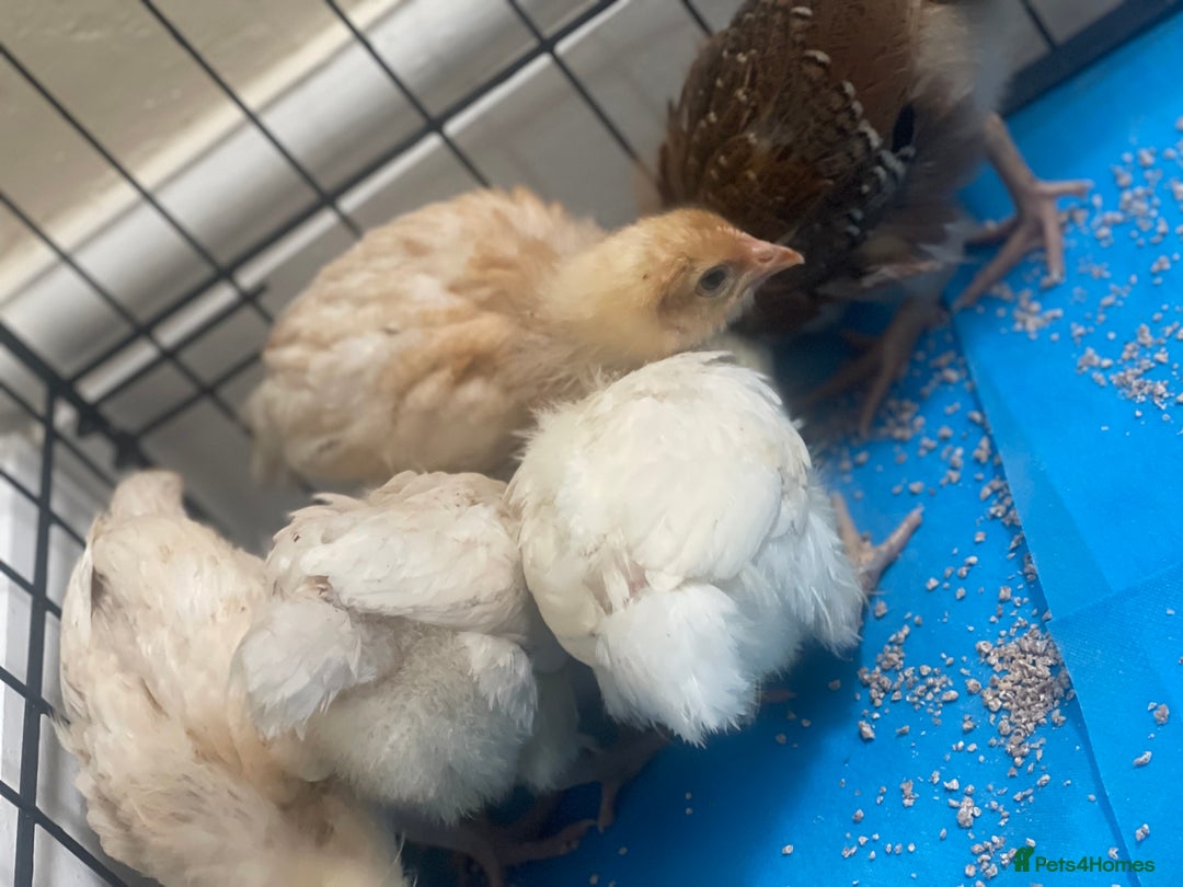 Mixed Breed poultry for sale: Chicks for £15 - Image 3