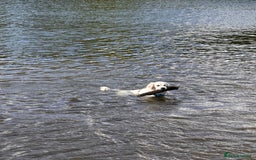 Golden Retriever dogs for sale: Gorgeous 9 months old Golden Retriever  - Image 9