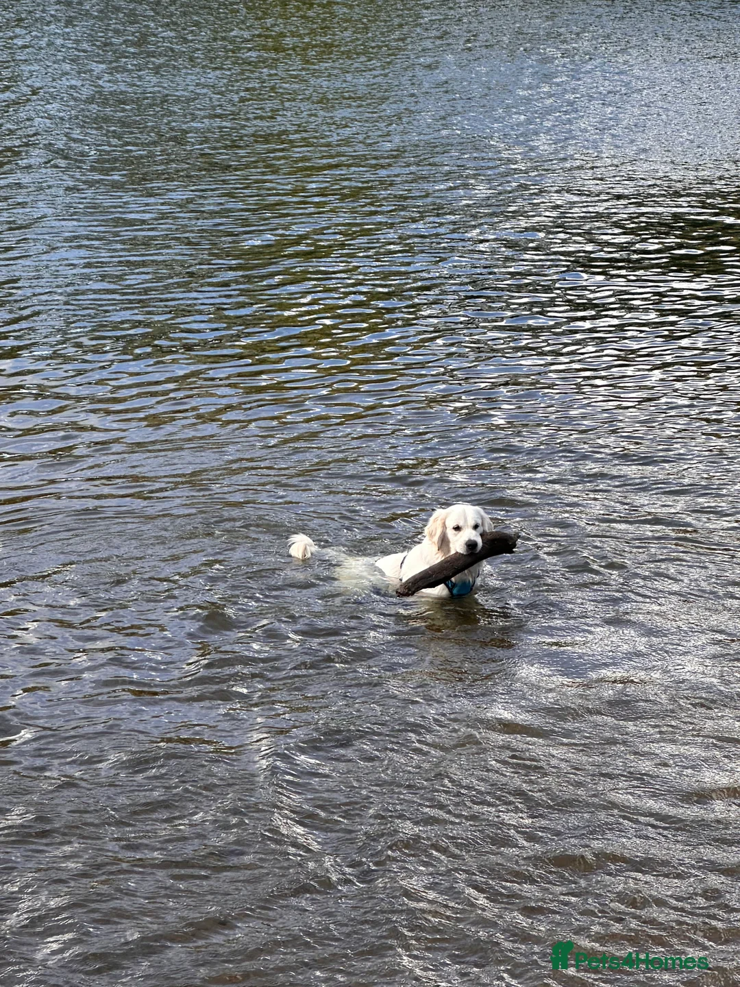 Golden Retriever dogs for sale: Gorgeous 13 months old Golden Retriever  - Advert 9