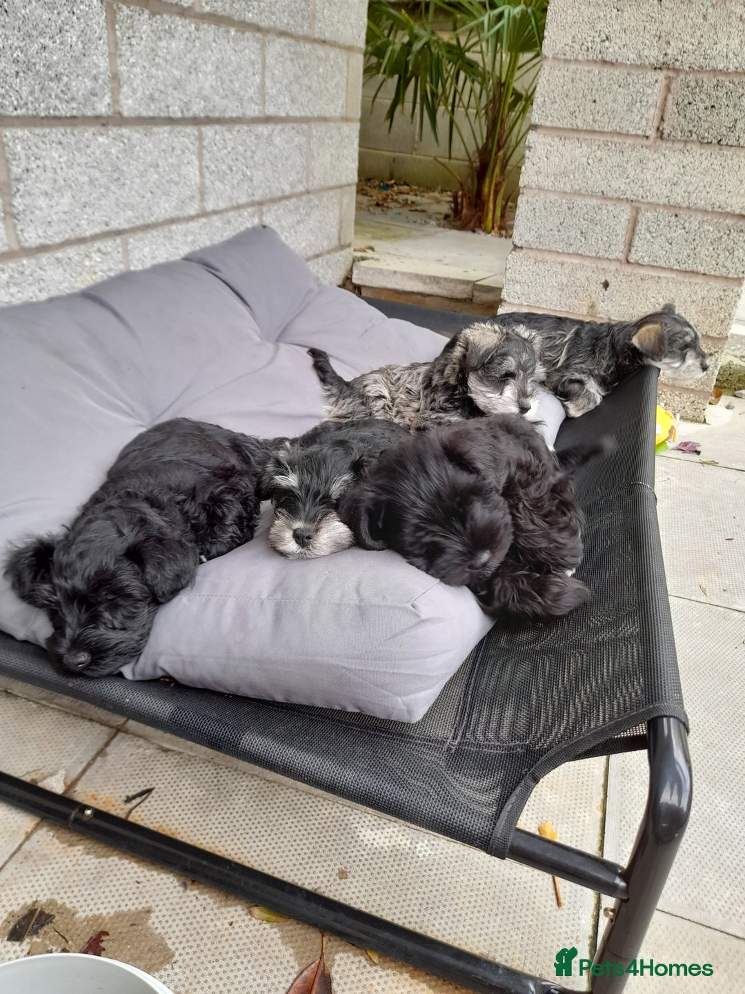 Miniature Schnauzer dogs for stud: Rockybobs Miniature Schnauzer: Fully health tested in Manchester - Advert 10