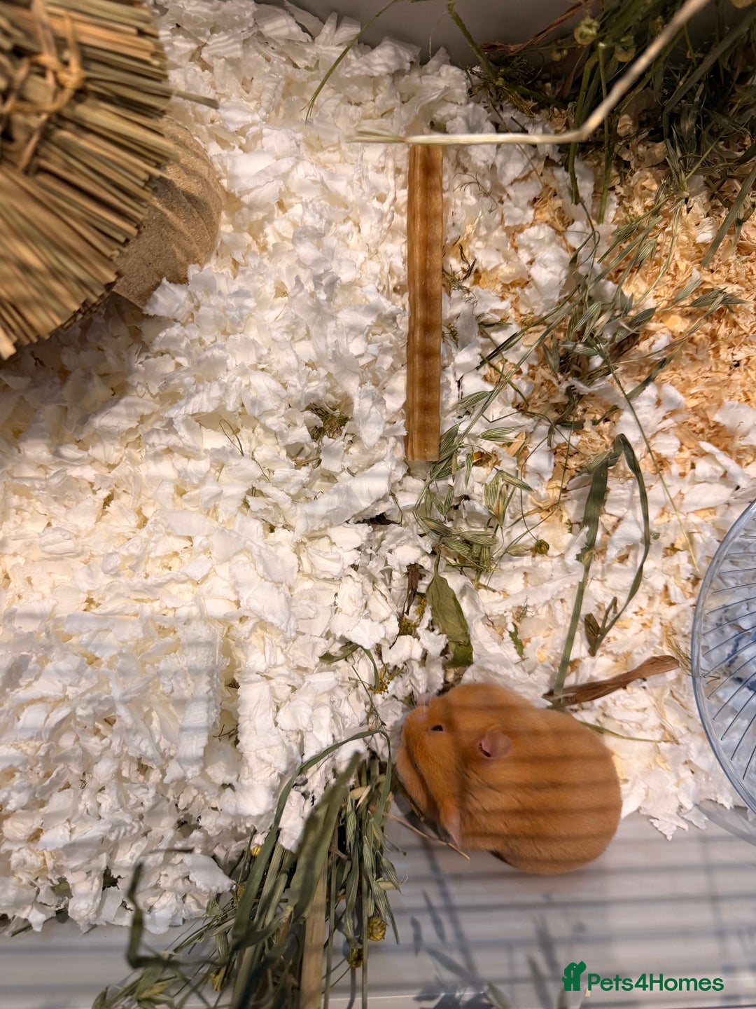 Hamster rodents for sale: Golden syrian hamster  - Advert 2