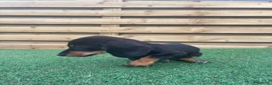 Dachshund 1