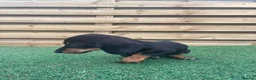Dachshund dogs for sale: 3 beautiful males ready for new forever homes❤️ - Advert 3