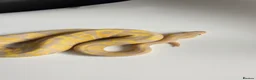 Python Snake reptiles for sale: Candy-Leo-66% het Pied Female - Advert 10
