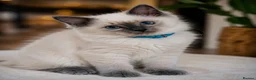 Ragdoll cats for sale: Ready now!Fully pedigree blue point kittens  - Advert 1