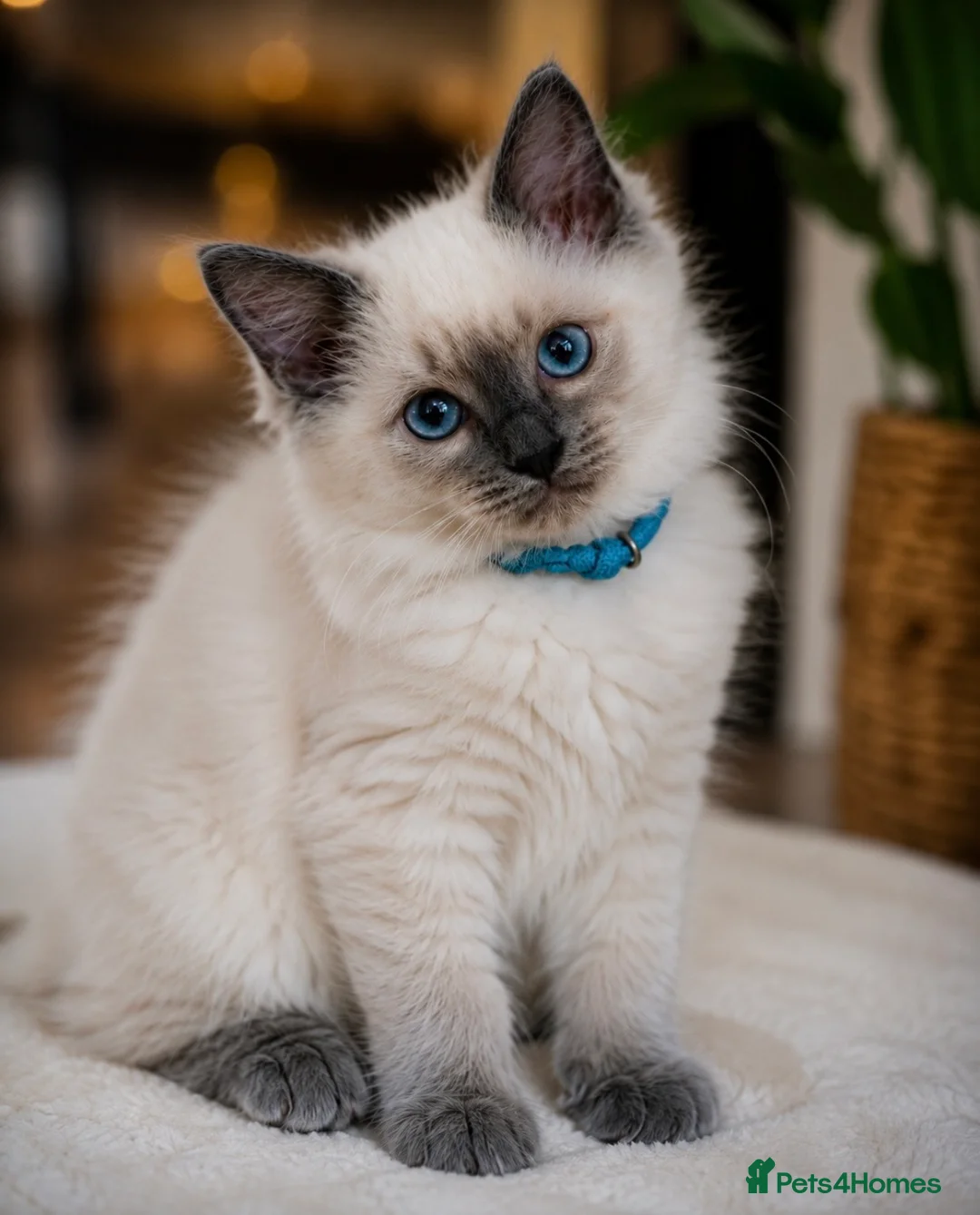 Ragdoll cats for sale: Ready now!Fully pedigree blue point kittens  - Advert 1